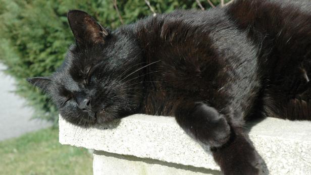 Eine schwarze Katze schläft auf einer Steinmauer.