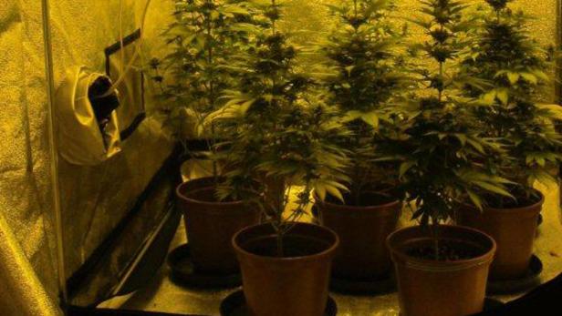 Die Polizei stellte die sogenannte Grow Box, die dazu gehörenden Utensilien sowie das Cannabis sicher.
