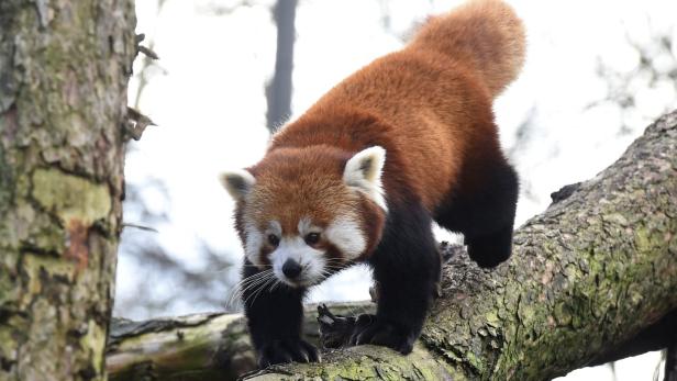 Kleiner Panda vermisst! Zoo Duisburg sucht Bär Jang