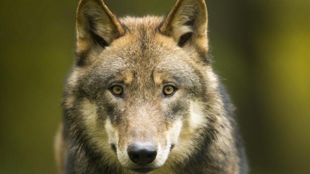 Wolfsbeauftragter: "So viele Wolfsnachweise wie nie zuvor"