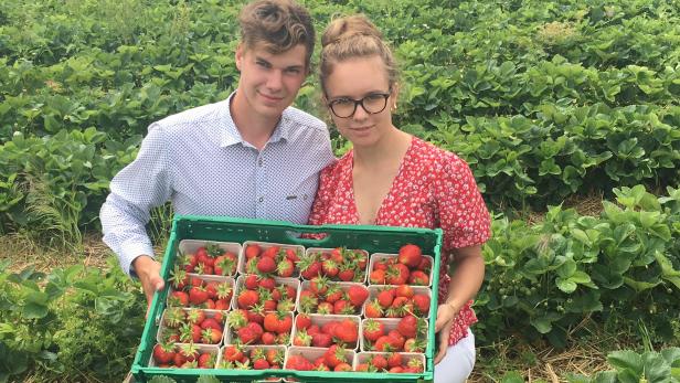 Bio-Erdbeeren wachsen jetzt auch im nördlichen Waldviertel