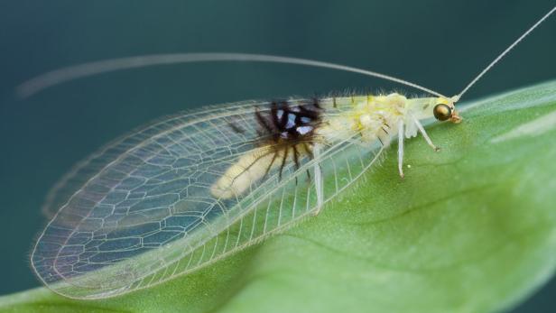 Ein Schmetterling mit durchsichtigen Flügeln und einem spinnenförmigen Fleck darauf sitzt auf einem grünen Blatt. Biologen wurden auf ein Bild auf der Internetseite des Fotodienstes Flickr aufmerksam. Über Umwege identifizierten sie das Insekt als «neue» Art und benannten es nach der Tochter (Jade) des Fotografen: Semachrysa jade. Die Art wurde von der Universität von Arizona in Tempe (USA) für die Liste der skurrilsten Entdeckungen 2012 ausgewählt.