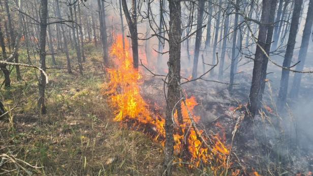 Waldbrand in Niederösterreich unter Kontrolle