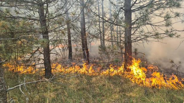 1.500 Menschen im Einsatz gegen Waldbrände in der Südtürkei