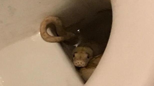 Der Python kam seinem Besitzer aus und tauchte im WC des Nachbarn auf