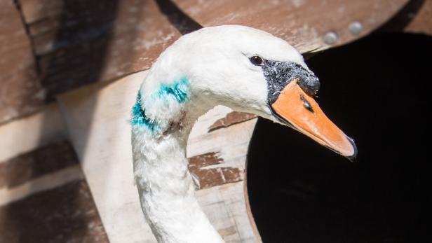 Ein Schwan mit blau markiertem Gefieder vor einem hölzernen Hintergrund.