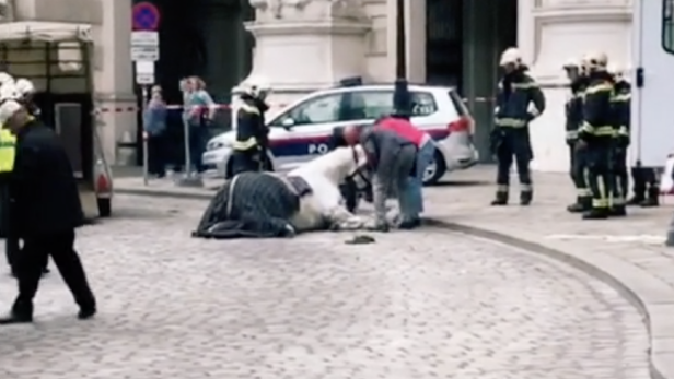Virales Video von sterbendem Fiaker-Pferd am Michaelerplatz