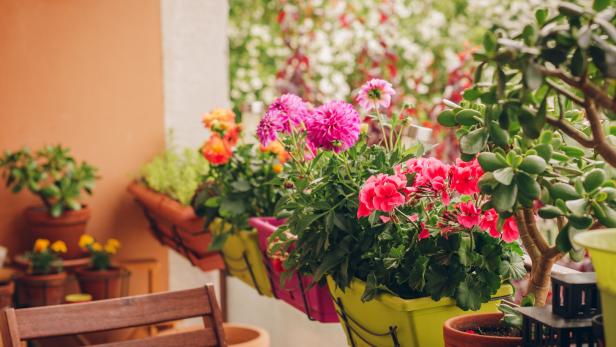 Wie Sie Ihre Balkonblumen sicher durch die Urlaubszeit bringen