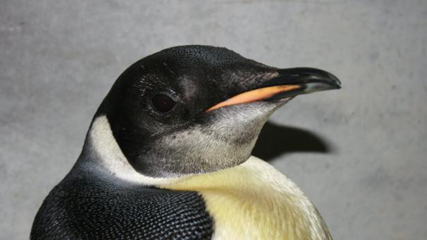 Pinguin "Happy Feet": Kein Schnee mehr