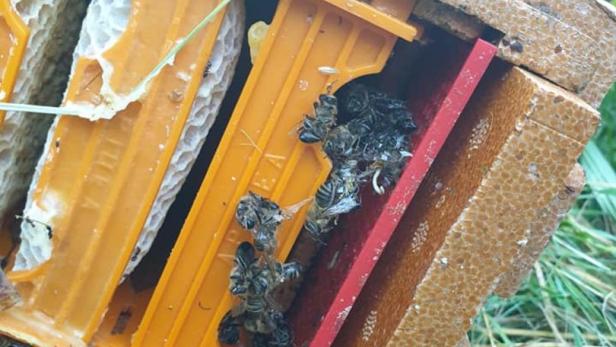 Unbekannte zerstörten Bienenstock an künftiger S34-Trasse