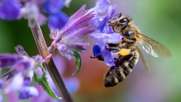 Von Bulgarien bis Madeira: Weitwandern zu Bienen und ihren Produkten