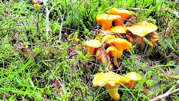 Alleine in Kärnten gibt es mehr als 3.000 Pilzsorten. Besonders beliebt: Eierschwammerl.