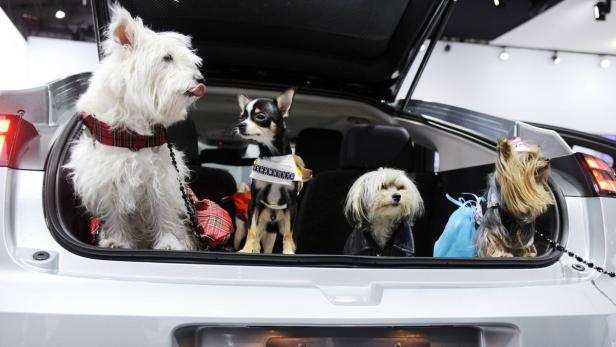 Dogs are pictured in the hatch back of a Chevy Volt during auto maker Chevrolet&#039;s Pet Day event promoting safe travel for pets in cars at the New York International Auto Show in New York April 11, 2012. REUTERS/Keith Bedford (UNITED STATES - Tags: ANIMALS TRANSPORT SOCIETY)