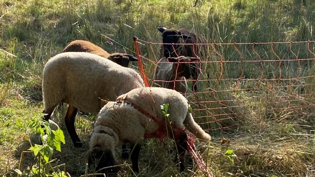 Schaf verfing sich in Elektrozaun und bekam zig Stromschläge