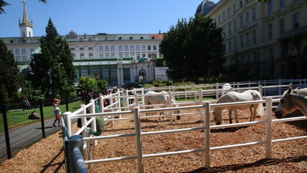 Klimawandel: Koppel für Lipizzaner im Burggarten, kein Städtetrip mehr für Fohlen