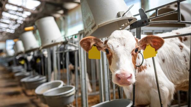 Milch-Boykott der NÖM gegen Spar geht weiter: Was das für die Kunden bedeutet