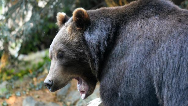 Symbolbild: Ein Grizzlybär in Frankreich.