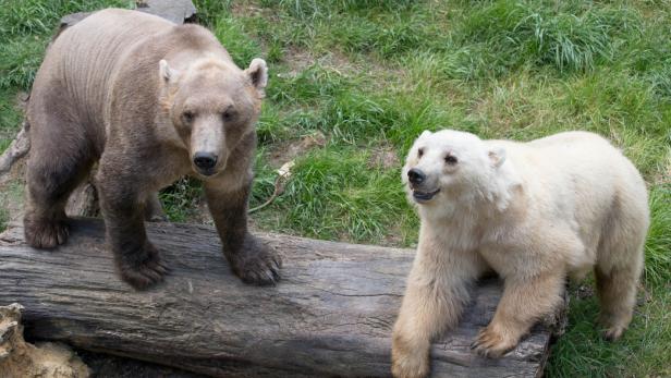 In der Wildnis wie im Zoo: Die Geschwister sind ein DNA-Mix aus Eisbär und Braunbär