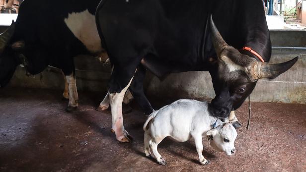 Mini-Kuh in Bangladesch wird zum Touristenmagneten