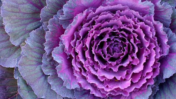Decorative Cabbage - Kale