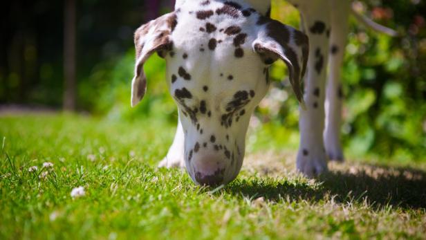 Krimispannung für Mensch und Hund in St. Pölten