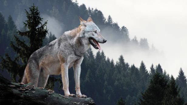 OÖ: Im Mühlviertel wurden drei Wolfssichtungen gemeldet