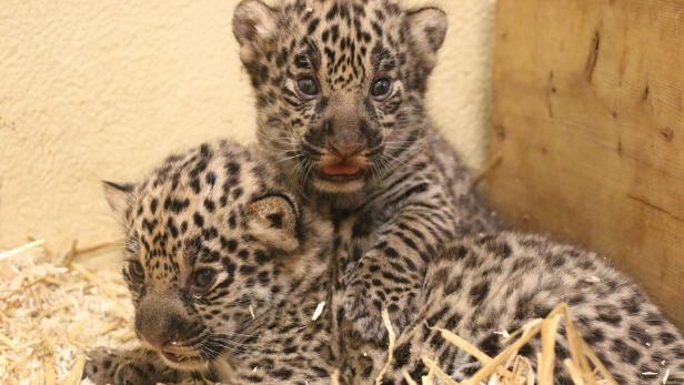 Zwei Jaguarmädchen kamen im Zoo Salzburg auf die Welt