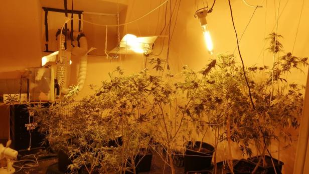 Wiener Polizei wegen lauter Musik gerufen: Cannabisplantage gefunden