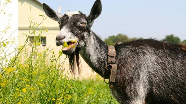 Ziegen brechen in Häuser ein: Bürgermeister auf Sizilien verschenkt 600 Tiere