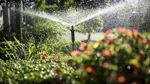 So überleben Pflanzen den Urlaub: Praktische Bewässerungssysteme