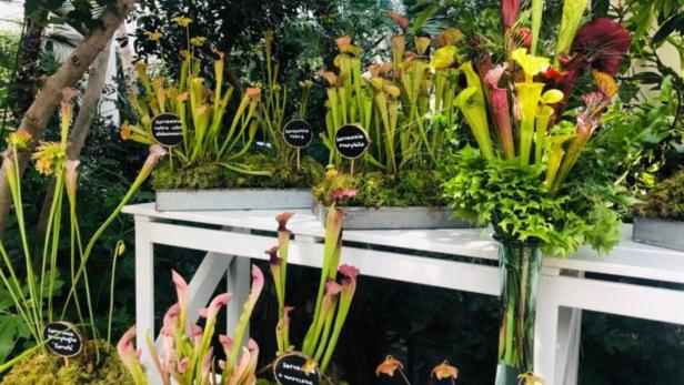 „Mord im Glashaus“: Fleischfressende Pflanzen im Schönbrunner Palmenhaus