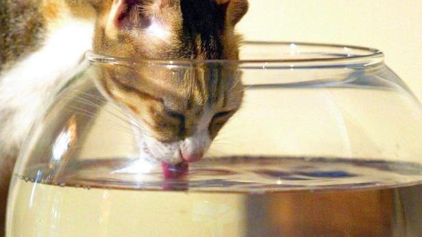 Eine Katze trinkt Wasser aus einem Glasbehälter.