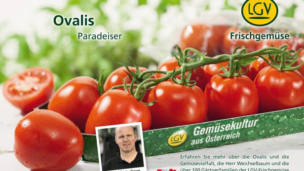 Eine Nahaufnahme von „Ovalis“ Paradeisern der LGV Frischgemüse, mit Heinrich Weichselbaum abgebildet.