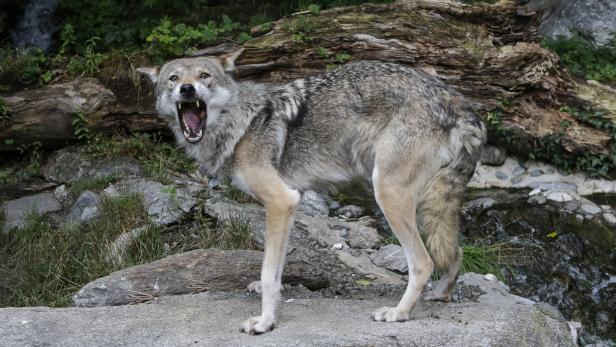 Tafeln warnen vor Wölfen: Vorsicht, Sie betreten Wolfsgebiet!