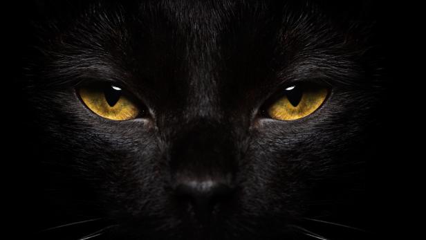Symbolbild Schwarze Katze.