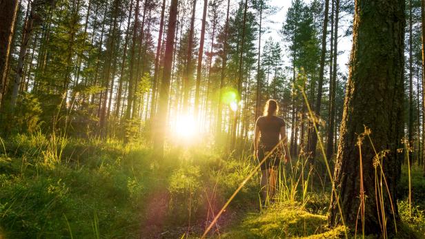 Young woman walking in forest path at sunset. Summer night in nature at dawn. Carefree lifestyle. Sun shining. Girl hiking in the woods.