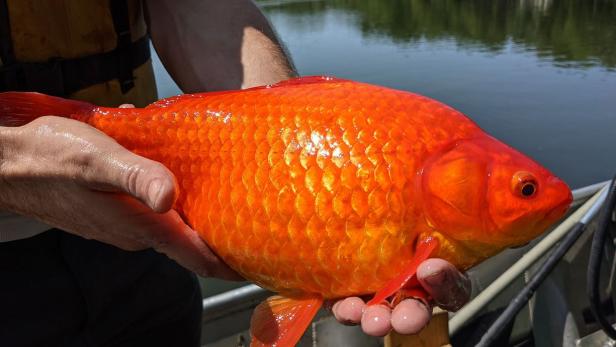 In Minnesota sind nun riesige Goldfische aus einem See gezogen worden. Sie haben in etwa die Größe eines Footballs.