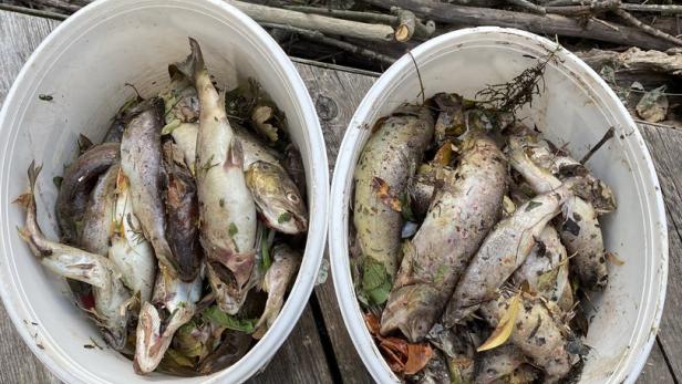 Fischsterben stellt Behörde seit Wochen vor ein Rätsel