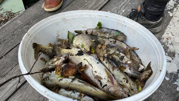 Tausende verendete Fische im Bezirk Wiener Neustadt: Polizei ermittelt