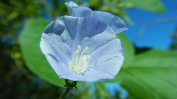 Darum haben Sie diese Blüte sicher noch nie gesehen