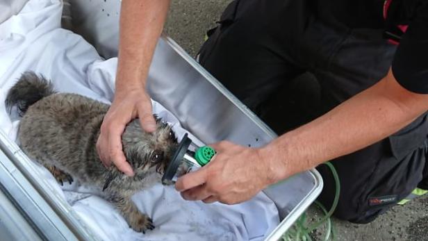 Der gerettete Hund musste mit Sauerstoff versorgt werden