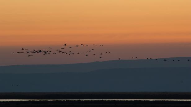 Neue Regeln: Ungarns Oberster Gerichtshof stoppt Megaprojekt am Neusiedler See