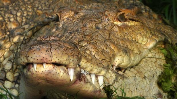 Krokodil-Alarm in tschechischer Großstadt