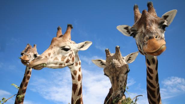 Giraffenweibchen leben in Gesellschaft länger