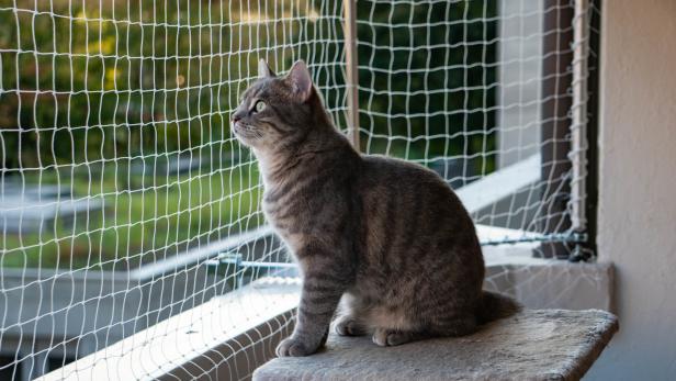 Katze im Haus: Fenster müssen mit Gitter oder Netz gesichert sein.