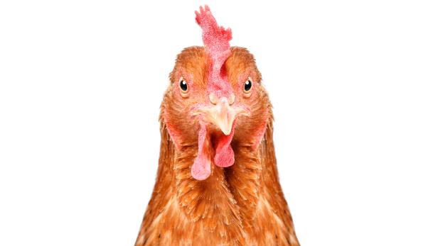 Portrait of a funny chicken, closeup, isolated on white background