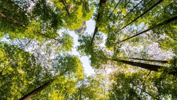 Der Wald im Burgenland als Energiespender und „Klimaretter“