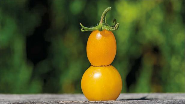 Tomaten oder Paradeiser? Wissenswertes & Praktisches!