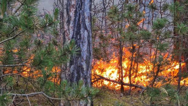 WALDBRAND IN NIEDERÖSTERREICH - UNTER KONTROLLE