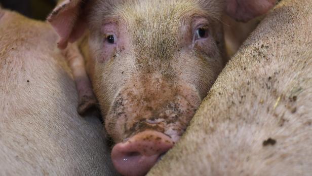Mediziner setzten Patienten erstmals erfolgreich Schweineherz ein